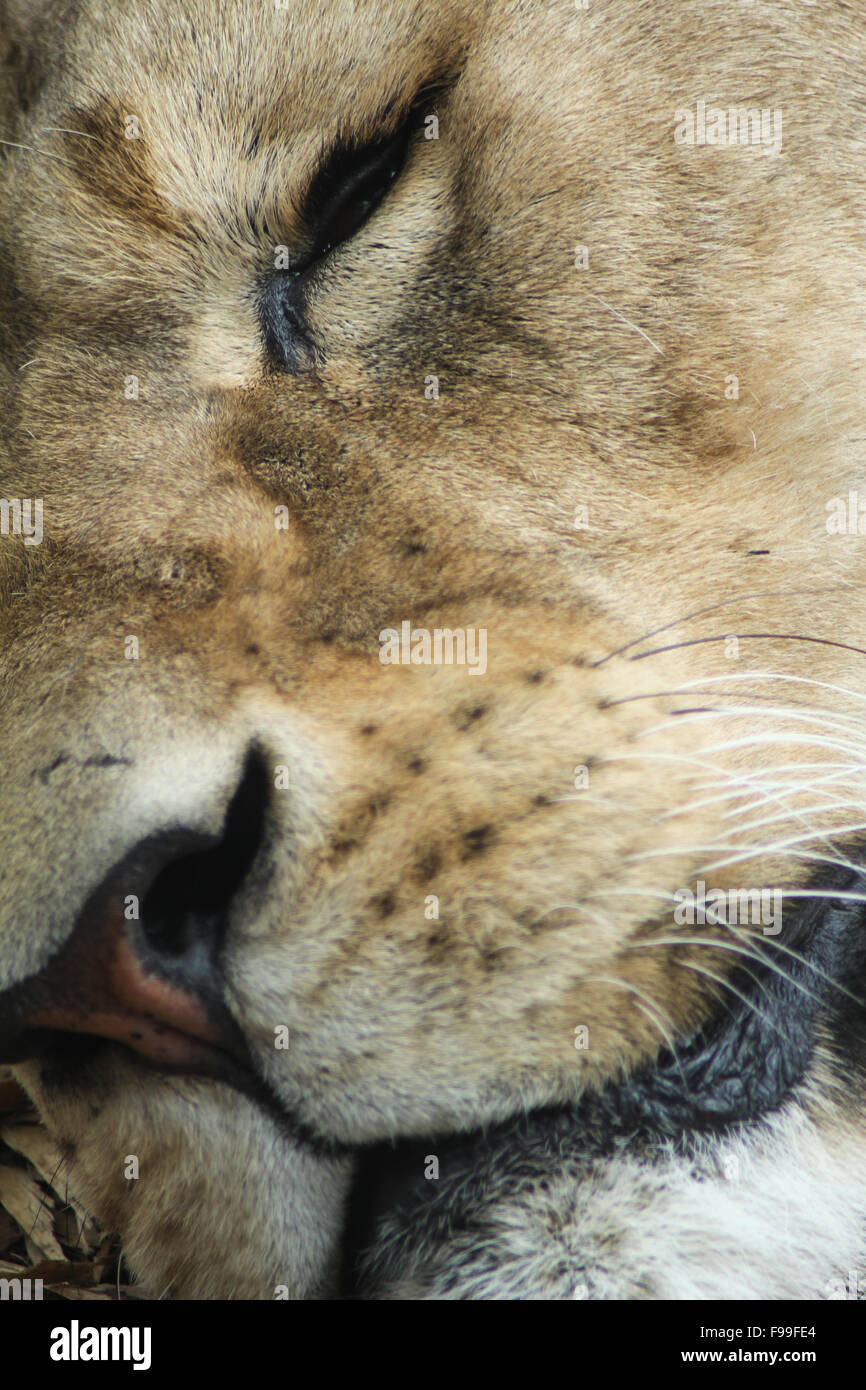 Sleeping Lioness Face Close Up Stock Photo