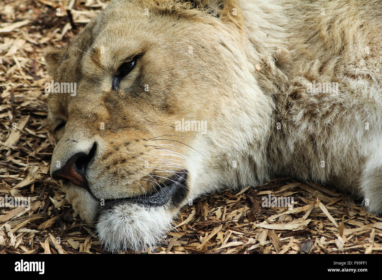 Resting Lioness Face Close Up Stock Photo