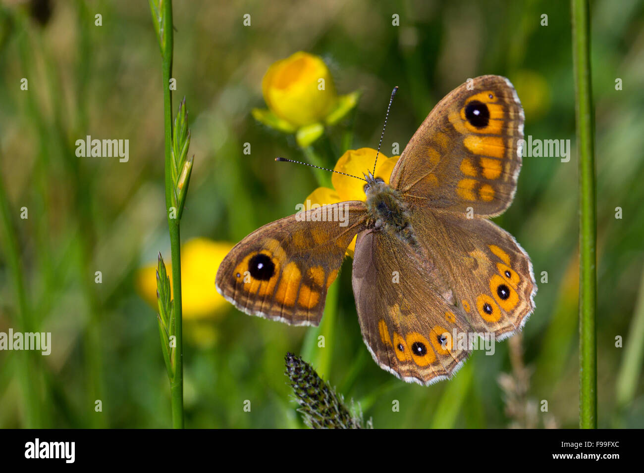 Large Wall Brown butterfly (Lasiommata maera) adult feeding in a meadow. Ariege Pyrenees, France. June. Stock Photo