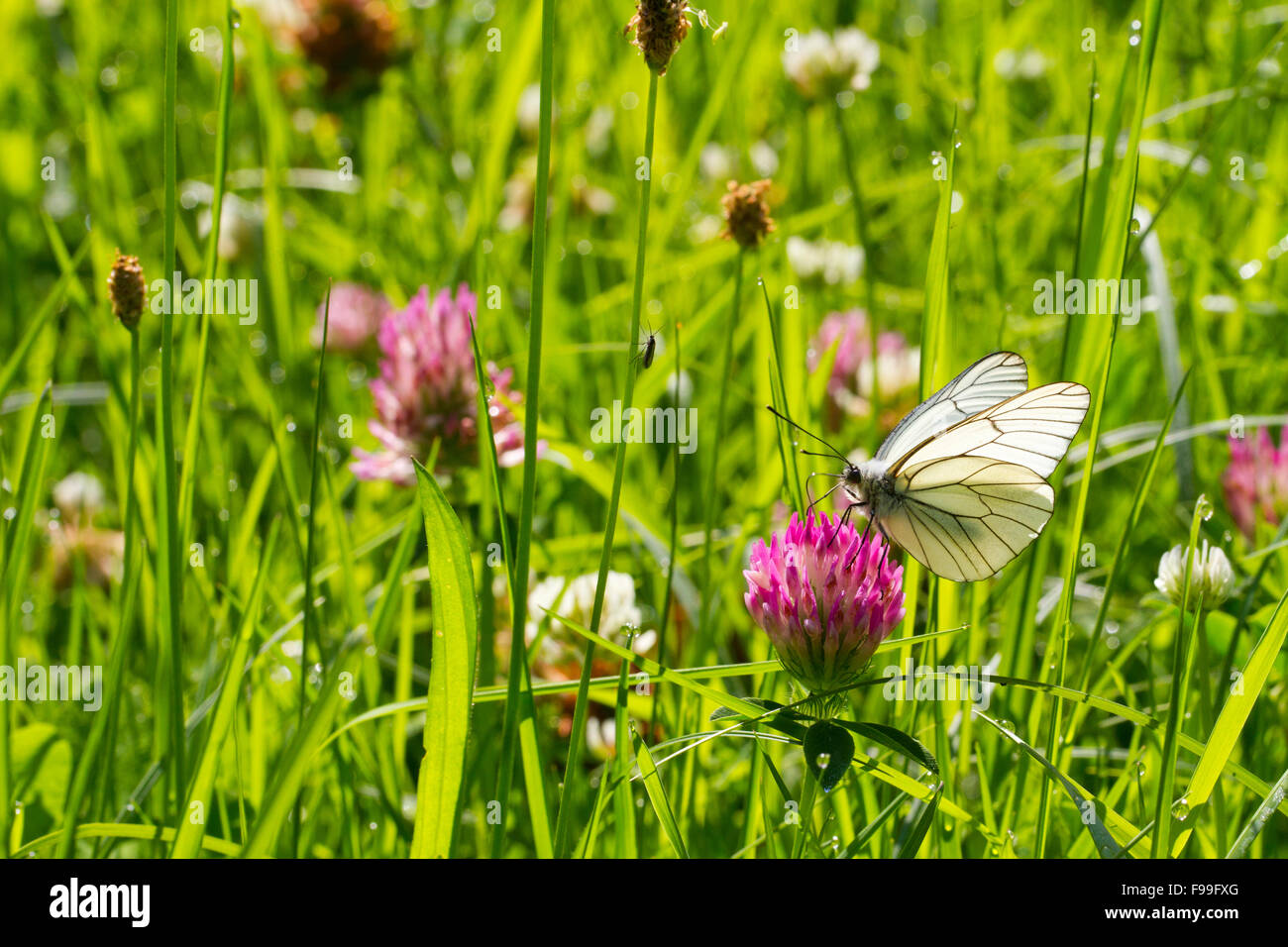 Black-veined White  butterfly (Aporia crataegi) adult feeding on Red Clover (Trifolium pratense) in a meadow. Ariege Pyrenees. Stock Photo