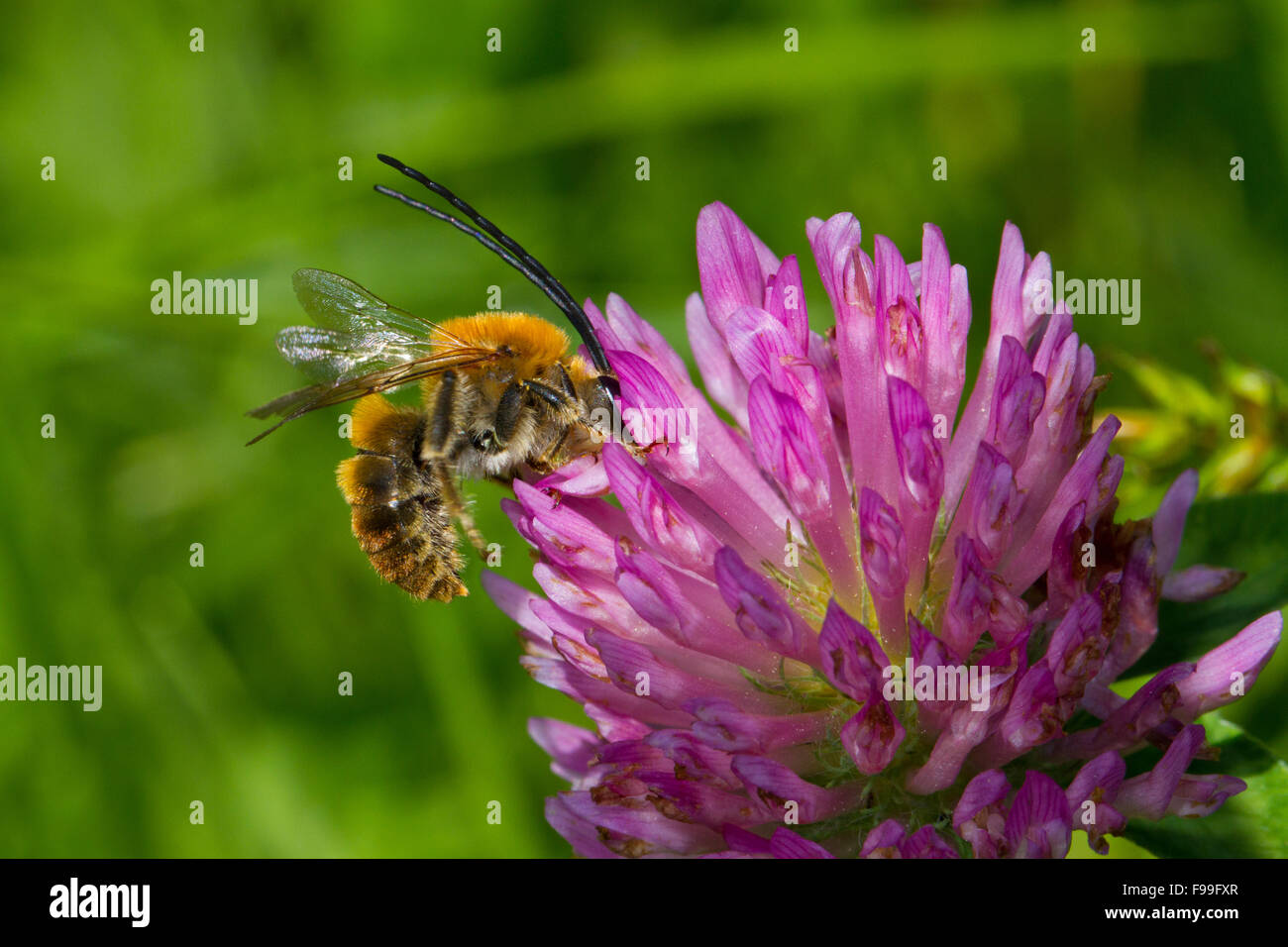 Long-horned Bee (Eucera sp.) adult male feeding on a Red Clover (Trifolium pratense) flower. Ariege Pyrenees, France. June. Stock Photo
