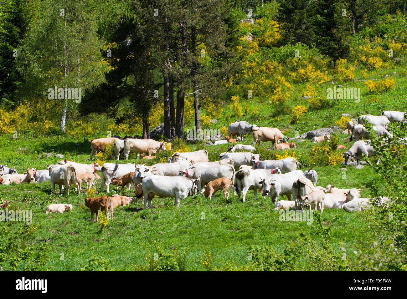Domestic cattle. Herd of Gascon cattle in a mountain pasture. Ariege Pyrenees, France. June. Stock Photo
