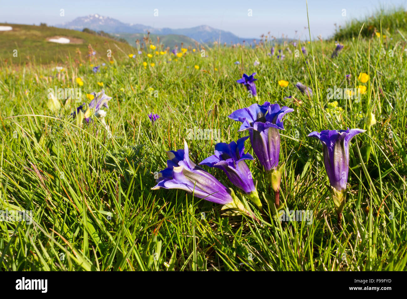 Trumpet Gentians (Gentiana acaulis) flowering in alpine pasture. Col de Pailhères, Ariege Pyrenees, France. June. Stock Photo