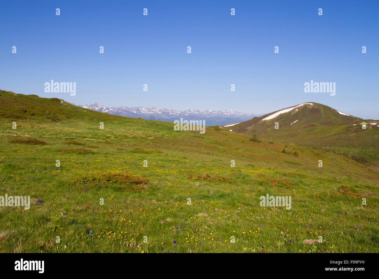 Habitat - Alpine pasture with flowering Gentians (Gentiana sp.). Col de Pailhères, Ariege Pyrenees, France. June. Stock Photo