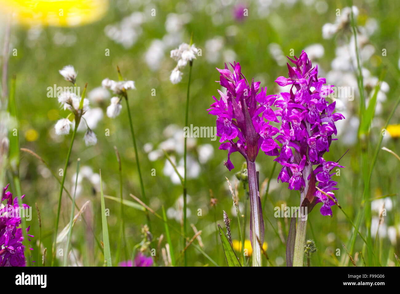 Western or Broad-leaved Marsh Orchid (Dactylorhiza majalis) flowering in a boggy meadow. Ariege Pyrenees, France. June. Stock Photo