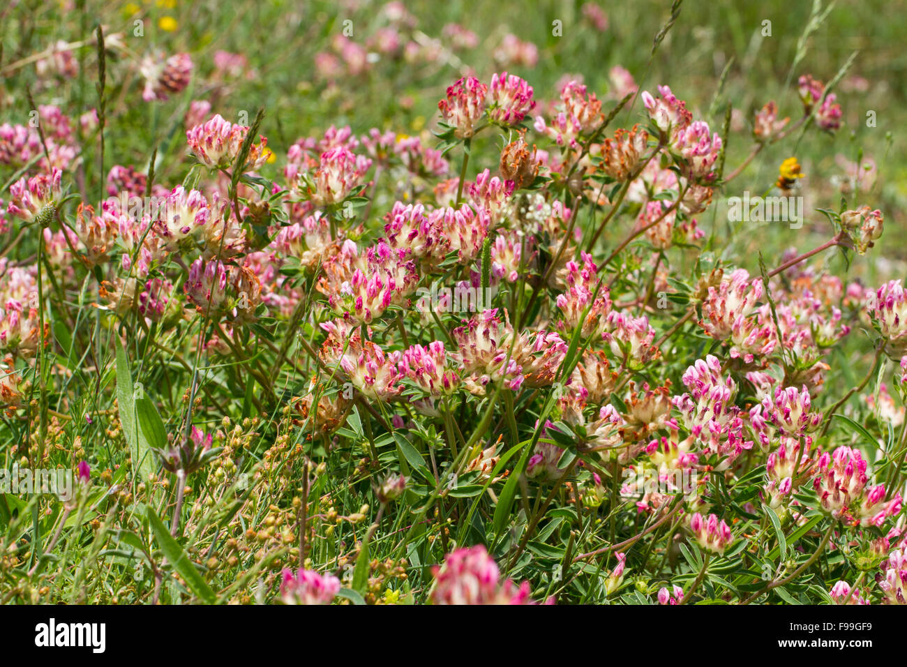 Kidney Vetch (Anthyllis vulneraria) pink-flowered form flowering. Ariege Pyrenees, France. June. Stock Photo