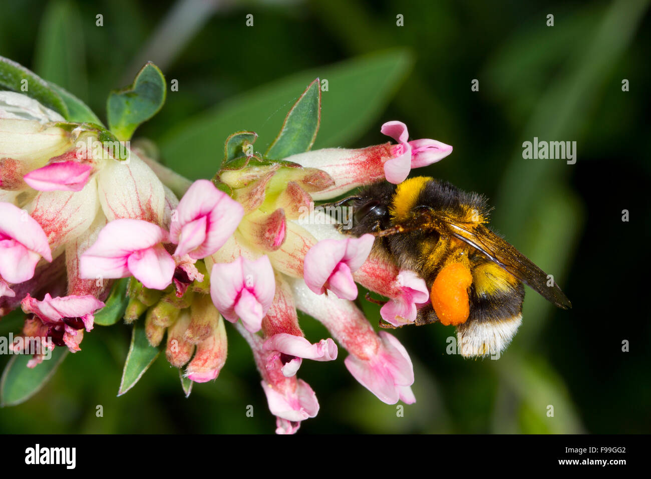 White-tailed Bumblebee (Bombus lucorum s.l.) adult worker already laden with pollen nectar robbing from flowers. Stock Photo