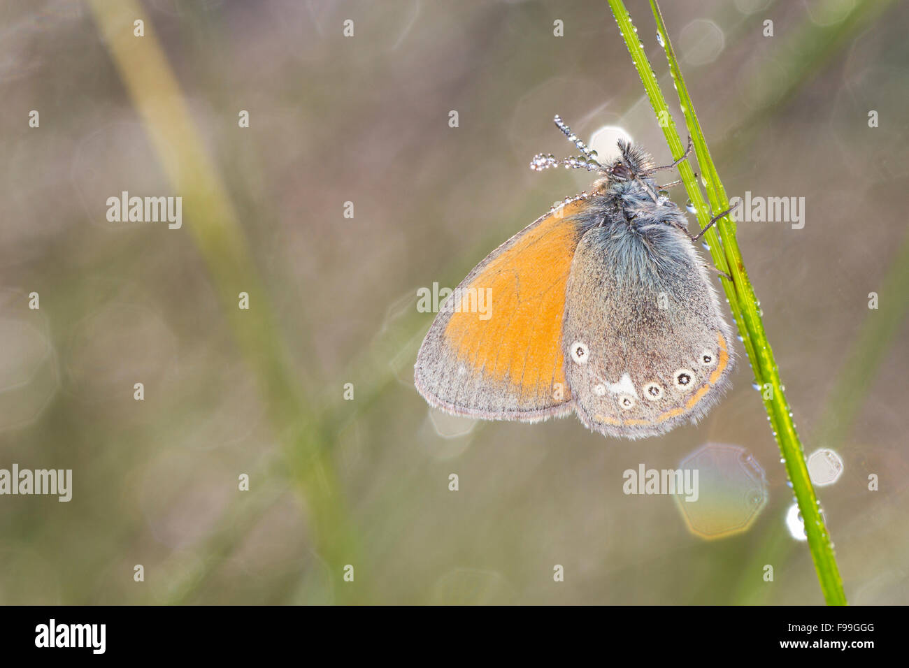Chestnut Heath (Coenonympha glycerion) adult butterfly amongst grasses on a dewy morning. Aude, French Pyrenees France, June. Stock Photo
