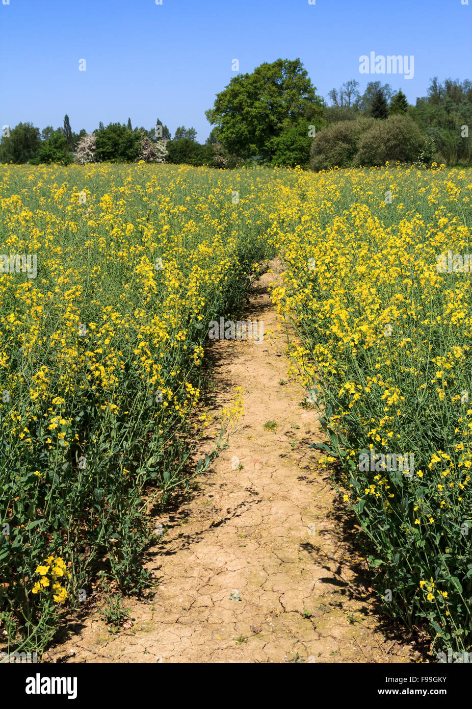 Path through mustard, rapeseed, crop field Stock Photo