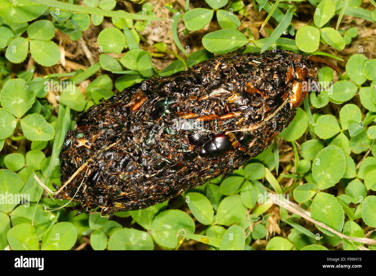 Carrion Crow (Corvus corone) regurgitated pellet consisting of beetle remains. Powys, Wales, June. Stock Photo