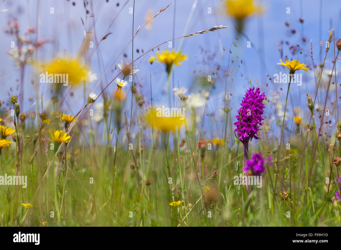 Hybrid Marsh Orchid (Dactylorhiza sp.) flowering in a meadow over limestone. Arnside, Cumbria, England, June. Stock Photo
