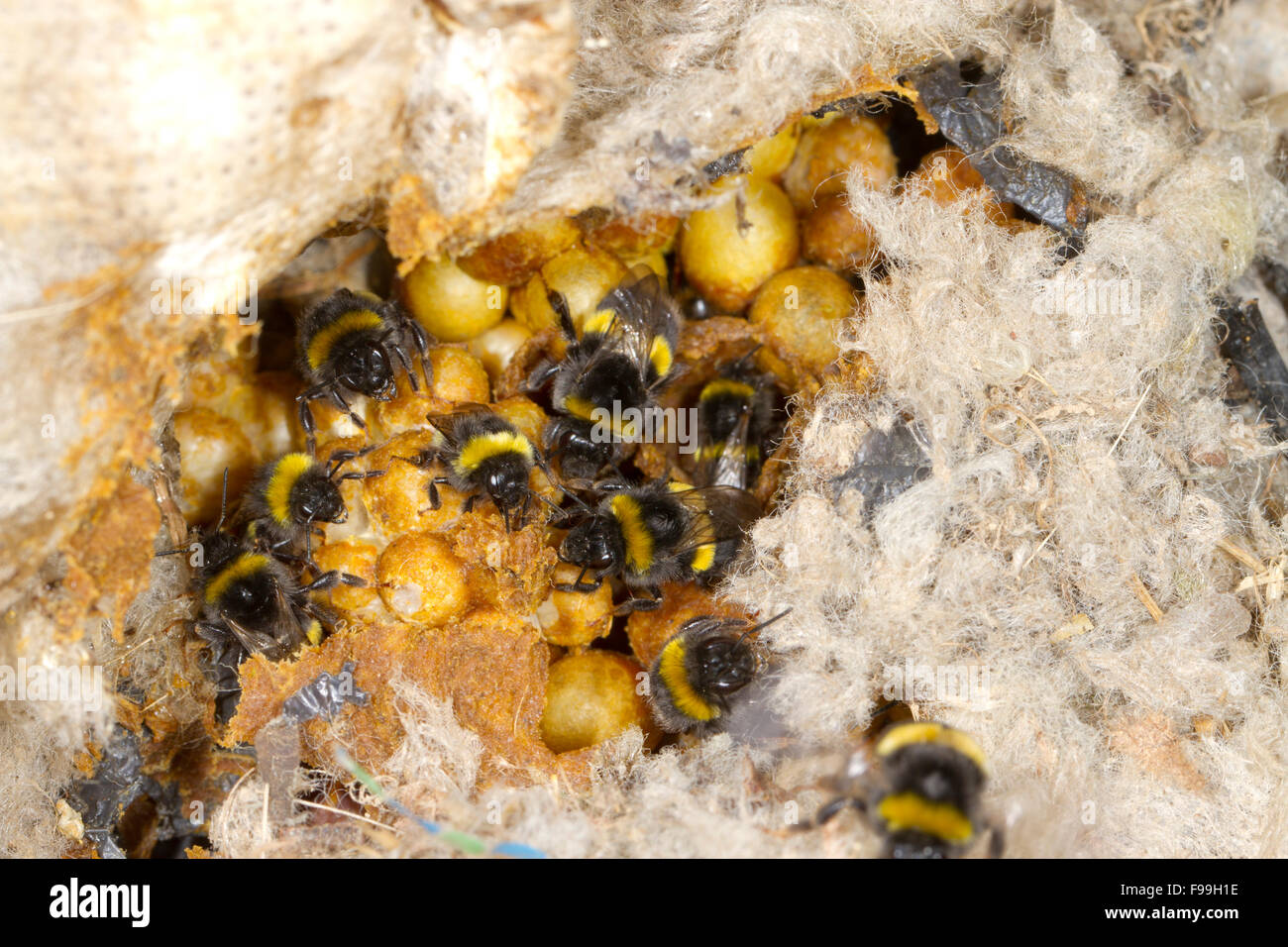 Bufftailed Bumblebee (Bombus terrestris) nest with worker bees. Powys