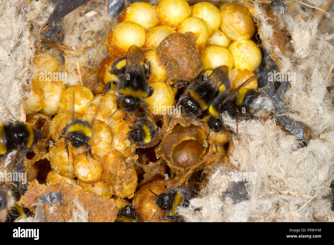 Buff-tailed Bumblebee (Bombus terrestris) nest with worker bees. Powys, Wales, July. Stock Photo