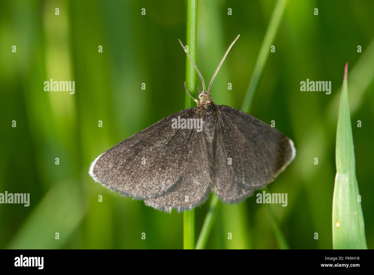 Chimney Sweeper moth (Odezia atrata) adult male resting amongst grasses. Powys, Wales, July. Stock Photo