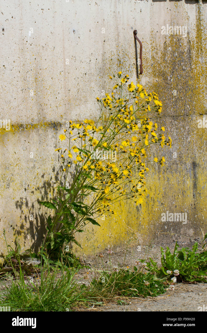 Rough Hawksbeard (Crepis biennis) plant flowering, growing at the base of a concrete wall on a farm. Powys, Wales, July. Stock Photo