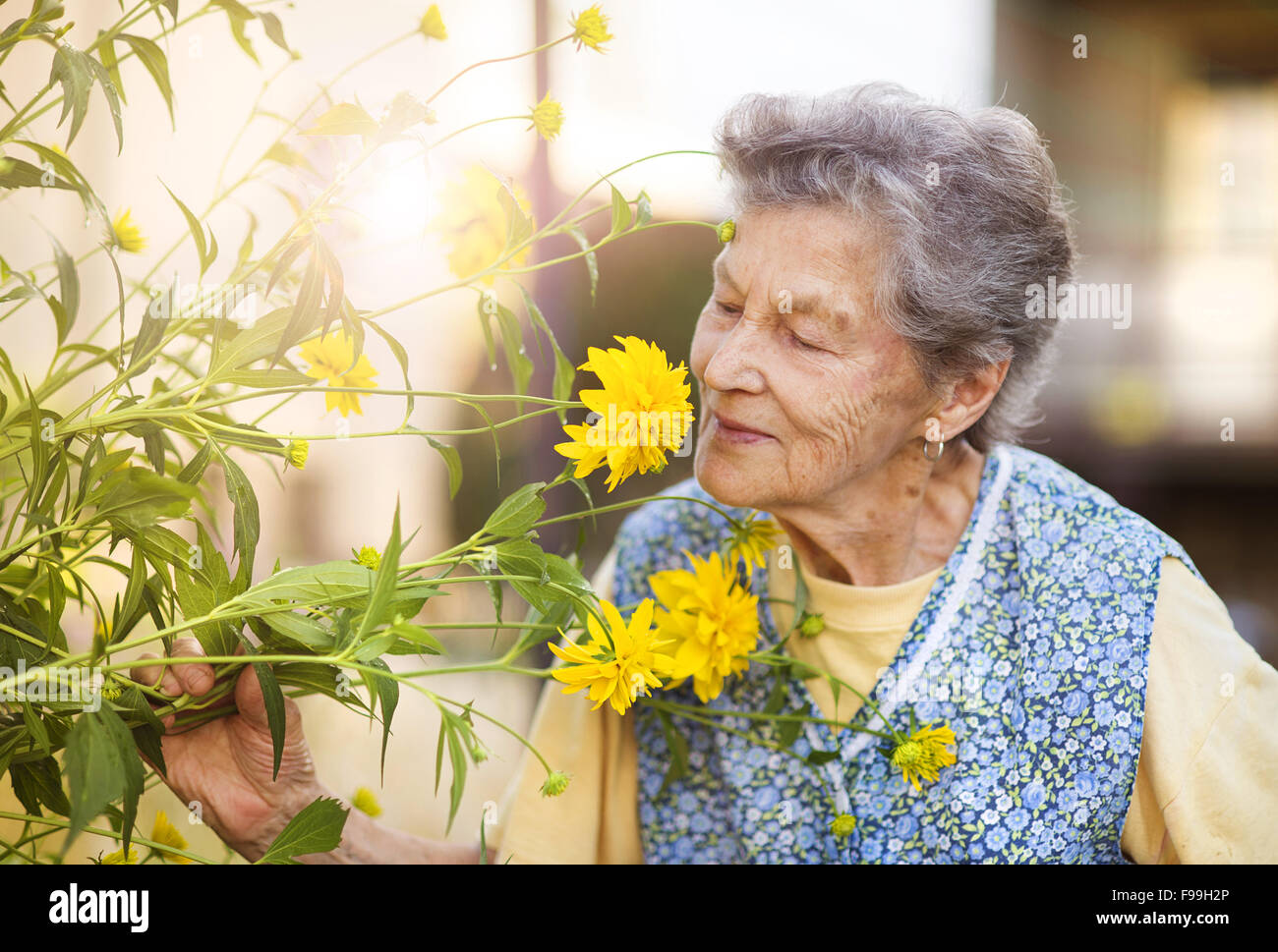 Portrait of senior woman in apron with yellow flower in the sunny garden Stock Photo