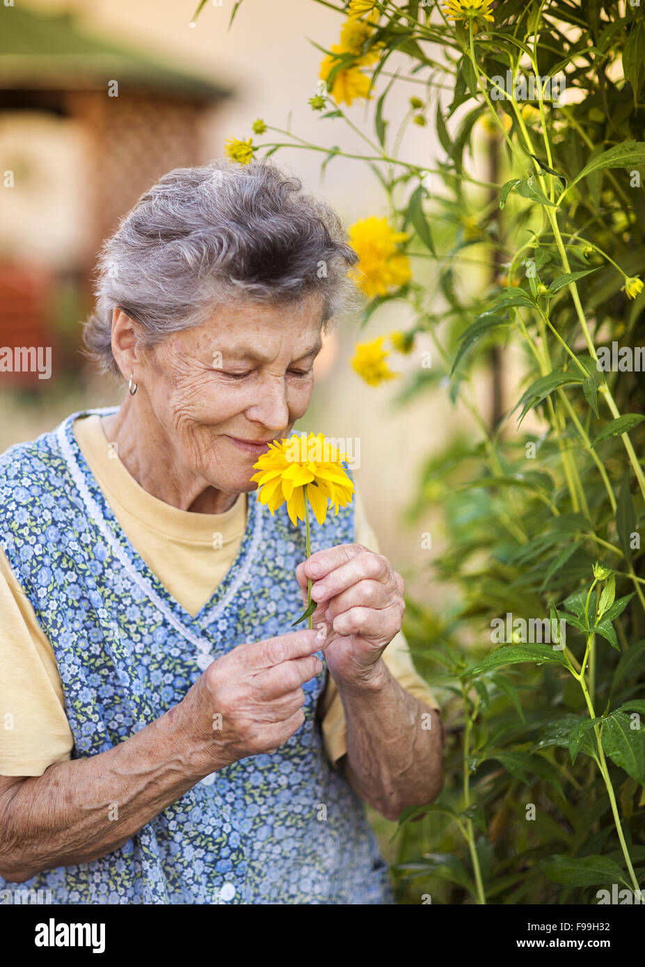 Portrait of senior woman in apron with yellow flower in the sunny ...