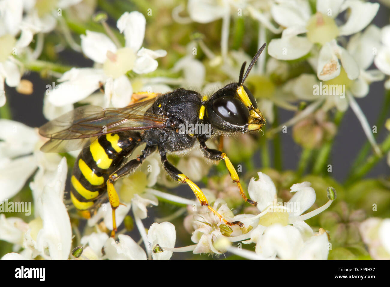 Mason wasp Ectemnius cavifrons adult female feeding on Hogweed flowers. Powys, Wales. July. Stock Photo
