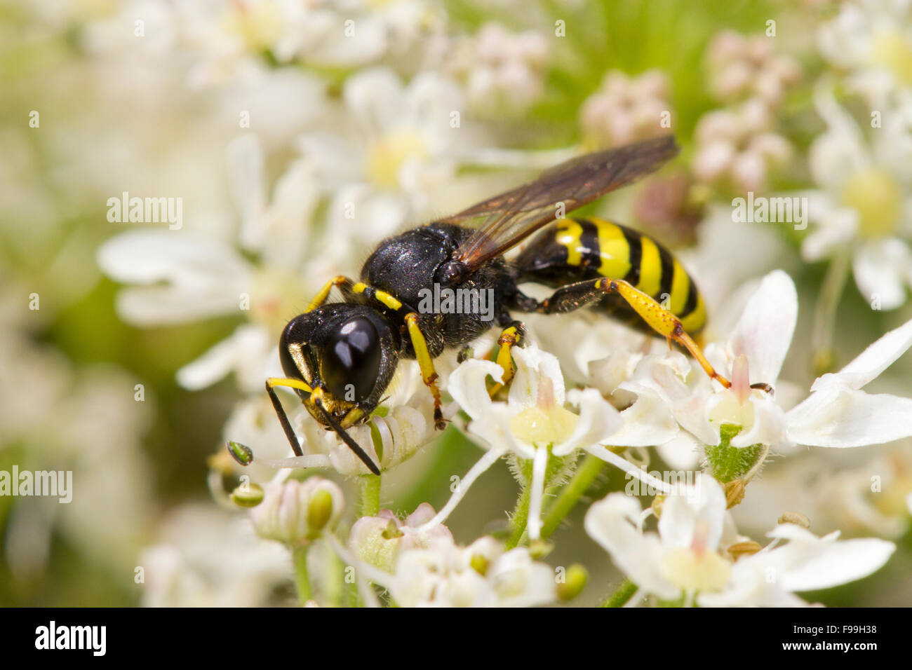 Mason wasp Ectemnius cavifrons adult female feeding on Hogweed flowers. Powys, Wales. July. Stock Photo