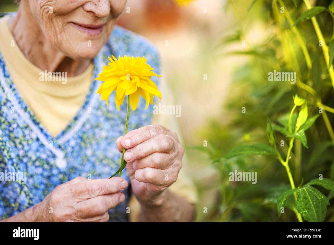 Detail of senior woman in apron with yellow flower in the sunny garden Stock Photo