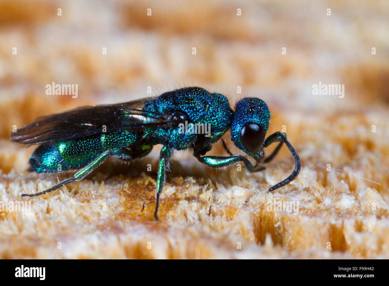 Blue Jewel or Cuckoo Wasp (Trichrysis cyanea) adult female on wood, using antenna to search for nests of host wasps. Stock Photo