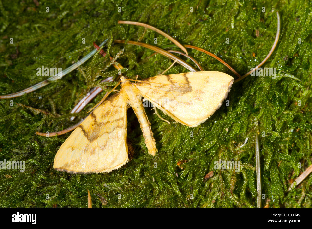Barred Straw (Gandaritis pyraliata) adult moth resting on moss. Powys, Wales. July. Stock Photo