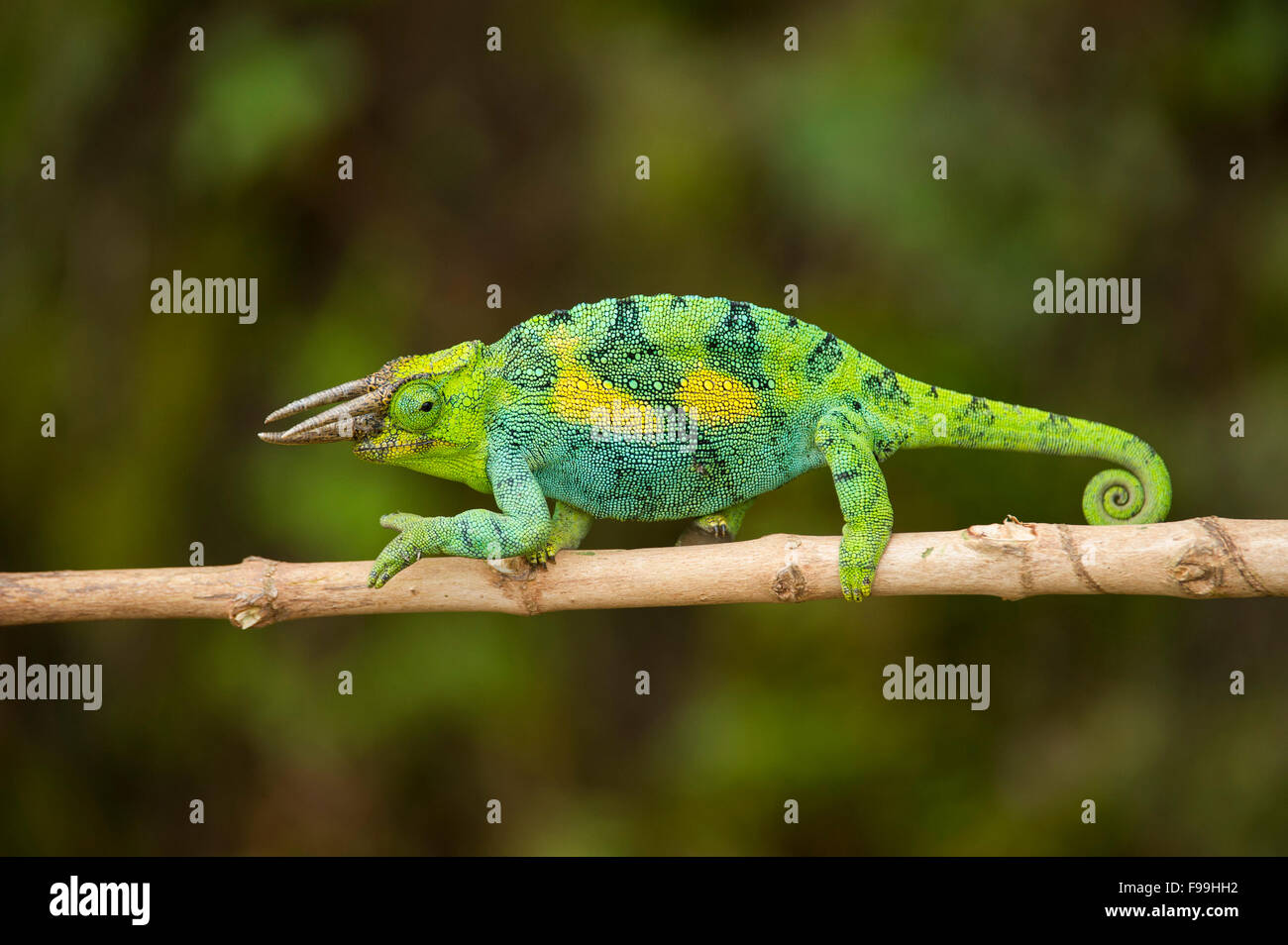 Rwenzori three-horned chameleon, Chamaeleo johnstoni, Bwindi Impenetrable National Park, Uganda Stock Photo