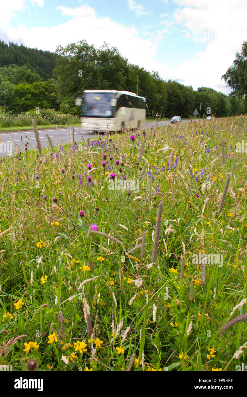 Common Knapweed (Centaurea nigra) and other wildflowers on a road verge. A470 near Llanidloes, Powys, Wales, July. Stock Photo