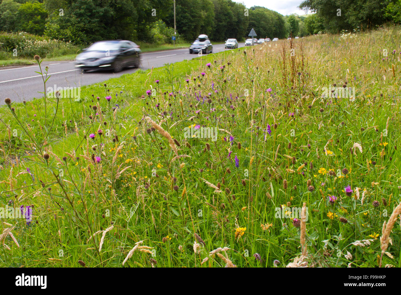 Common Knapweed (Centaurea nigra) and other wildflowers on a road verge. A470 near Llanidloes, Powys, Wales, July. Stock Photo