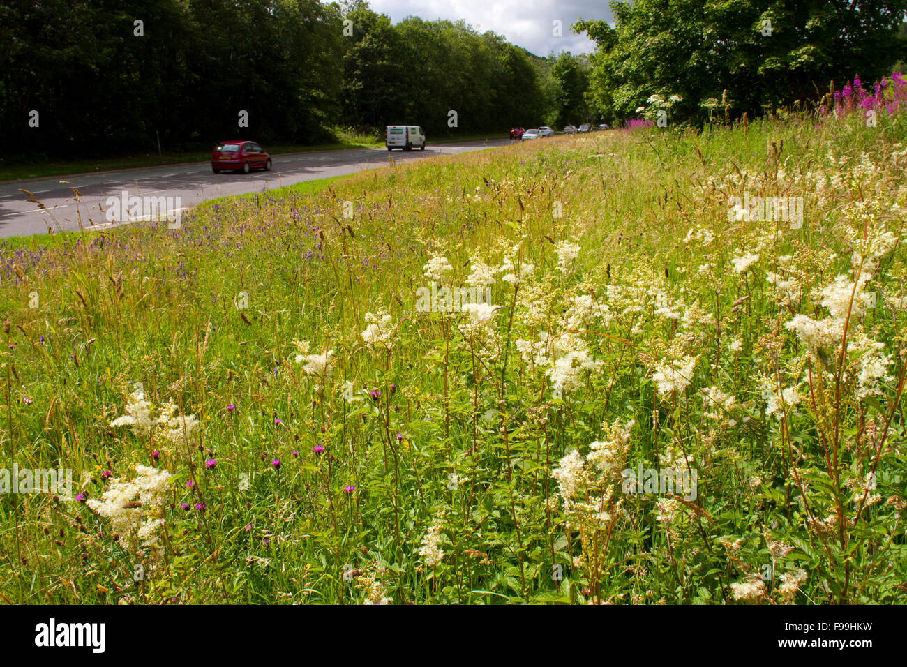 Meadowsweet (Filipendula ulmaria) and other wildflowers on a road verge. A470 near Llanidloes, Powys, Wales, July. Stock Photo