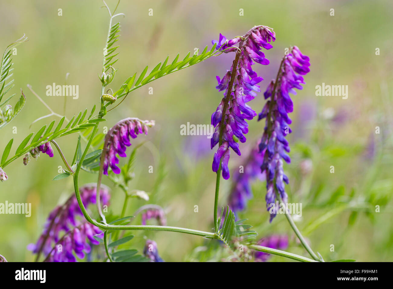 Tufted Vetch (Vicia cracca) flowering. Powys, Wales. July. Stock Photo