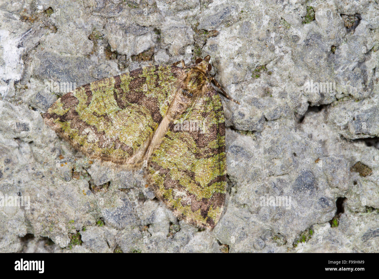 July Highflyer (Hydriomena furcata) adult moth resting a wall. Powys, Wales. August. Stock Photo