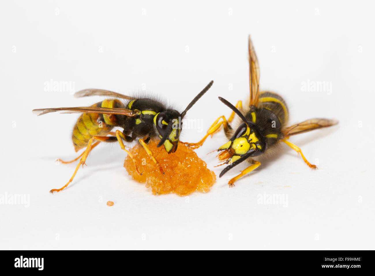 Red Wasp (Vespula rufa) and Tree Wasp (Dolicovespula sylvestris) adult workers feeding on honey against a white background. Stock Photo