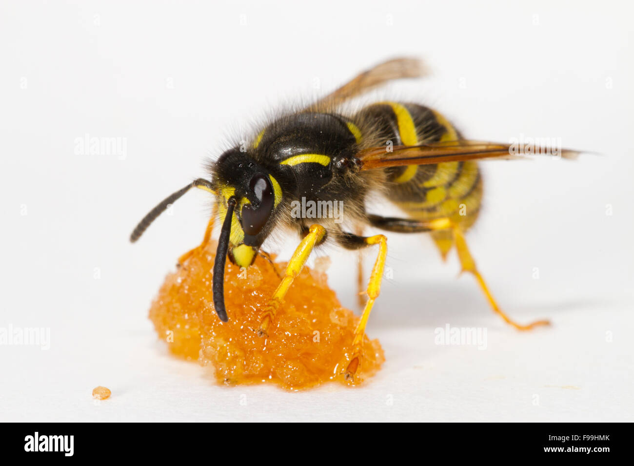 Tree Wasp (Dolicovespula sylvestris) adult worker feeding on honey against a white background. Powys, Wales, August. Stock Photo