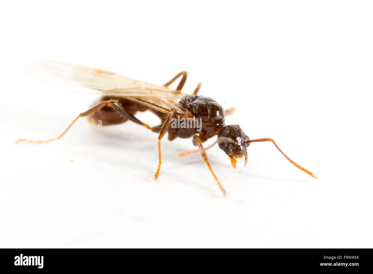 Red Ant (Myrmica rubra) adult male photographed against a white background. Powys, Wales. August. Stock Photo