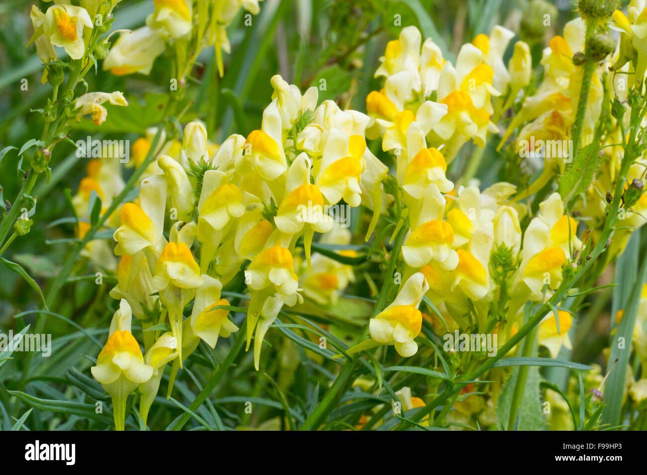 Common Toadflax (Linaria vulgaris) flowering. Powys, Wales, August. Stock Photo