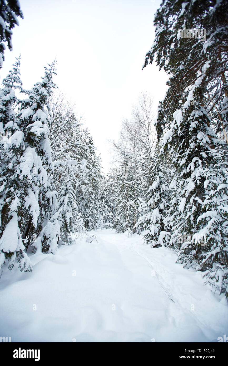 Frosty air fir trees hi-res stock photography and images - Alamy