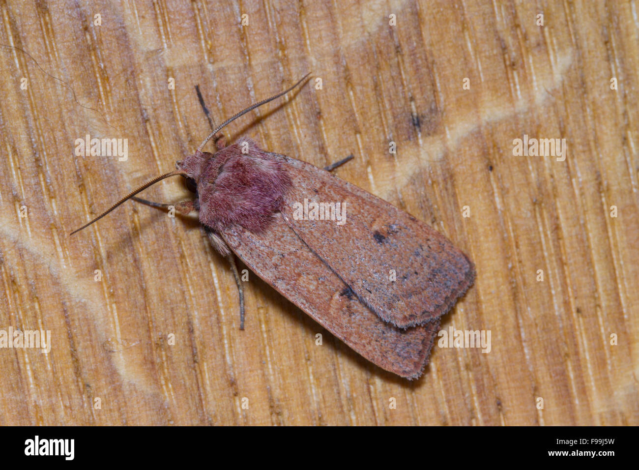 Neglected Rustic (Xestia castanea) adult moth resting on wood. Powys, Wales, August. Stock Photo