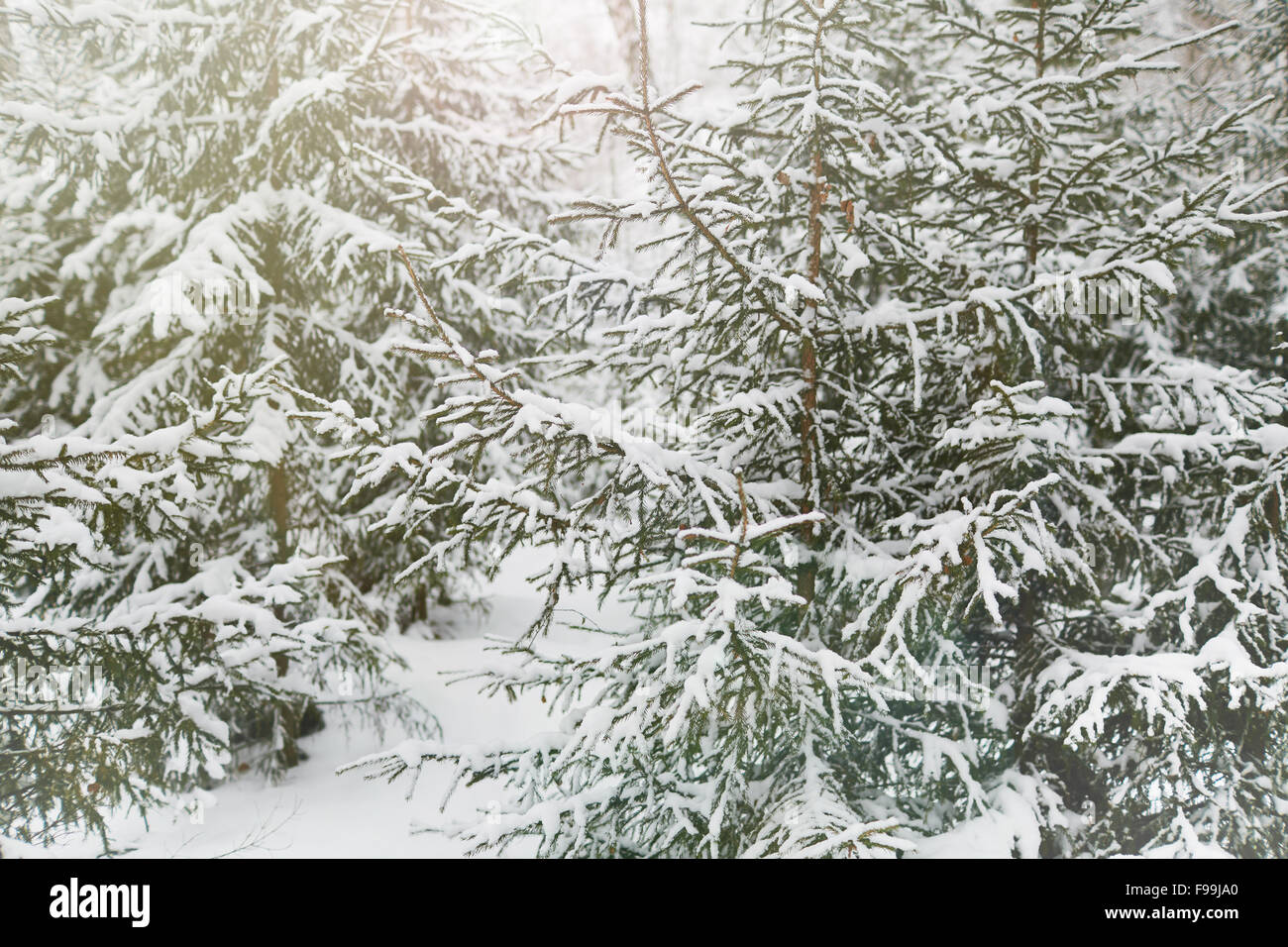Group of trees in the snow hi-res stock photography and images - Alamy