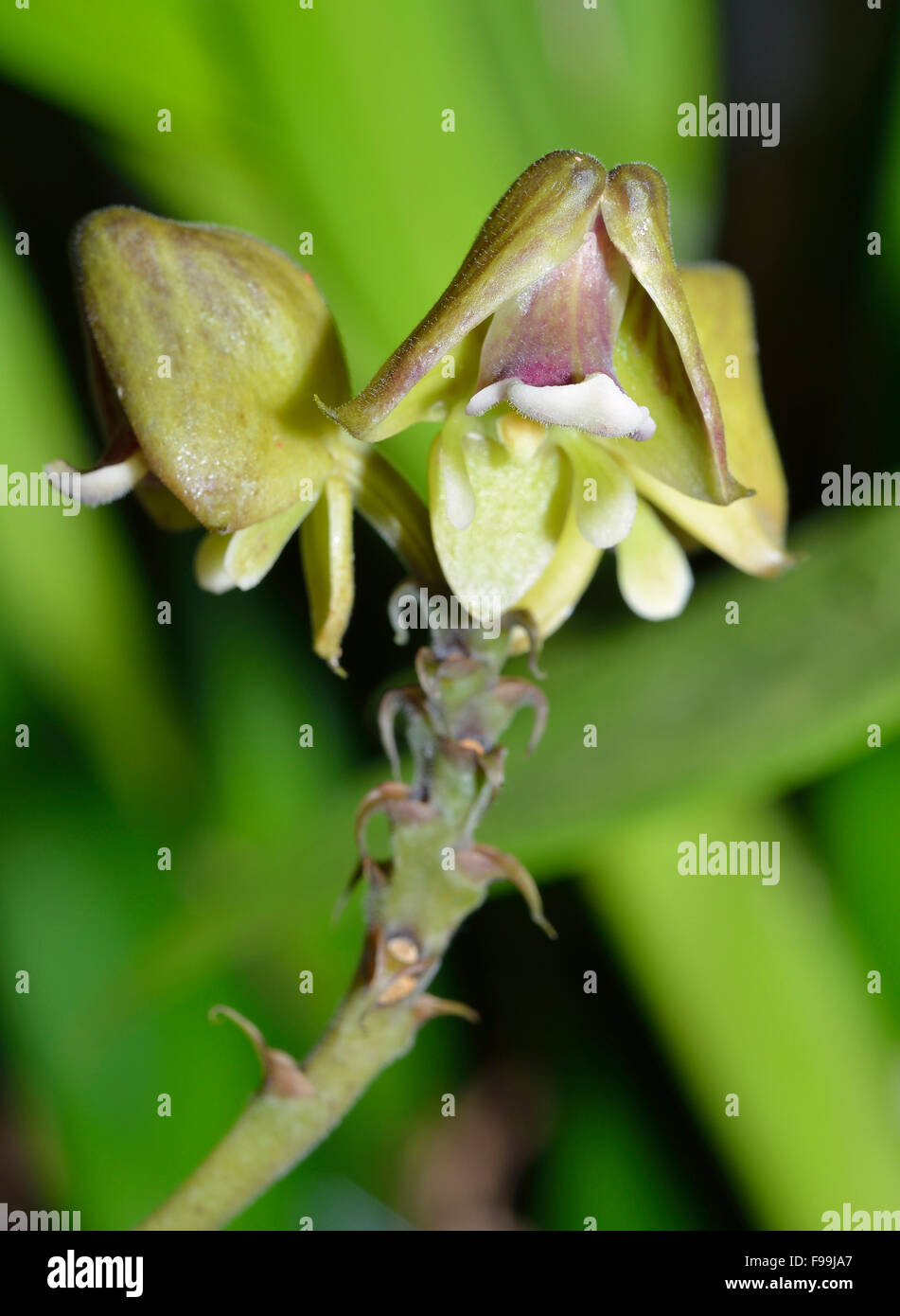Helmut-Shaped Polystachya Orchid - Polystachya galeata from Tropical West Africa Stock Photo