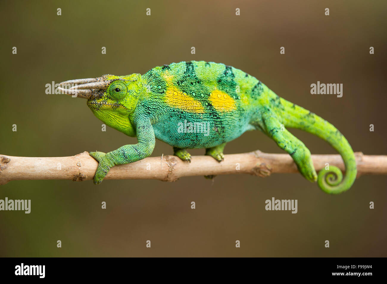 Rwenzori three-horned chameleon, Chamaeleo johnstoni, Bwindi Impenetrable National Park, Uganda Stock Photo