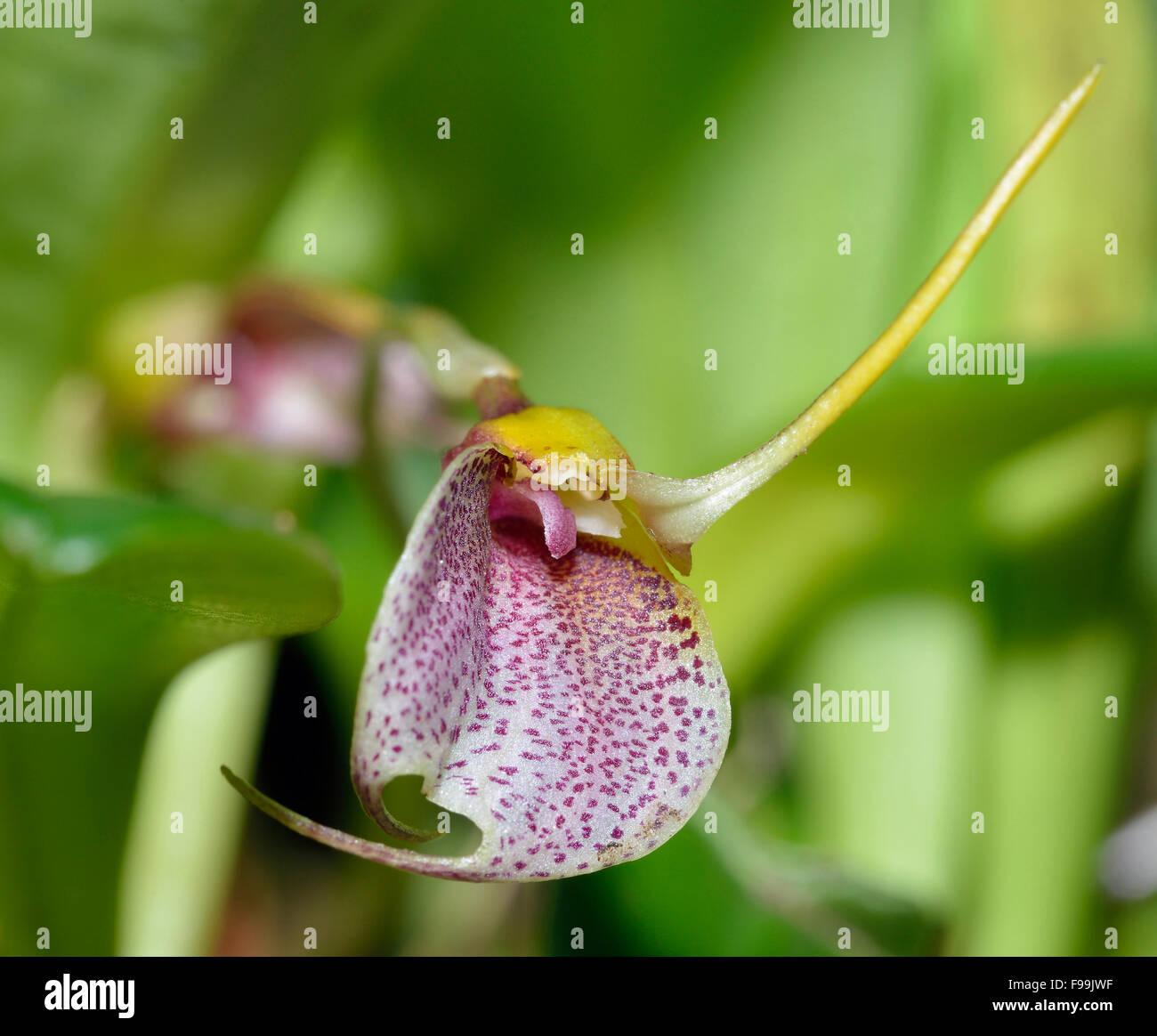 Wagener's Masdevallia Orchid - Maxillaria wagneriana From Venezuela & Colombia Stock Photo