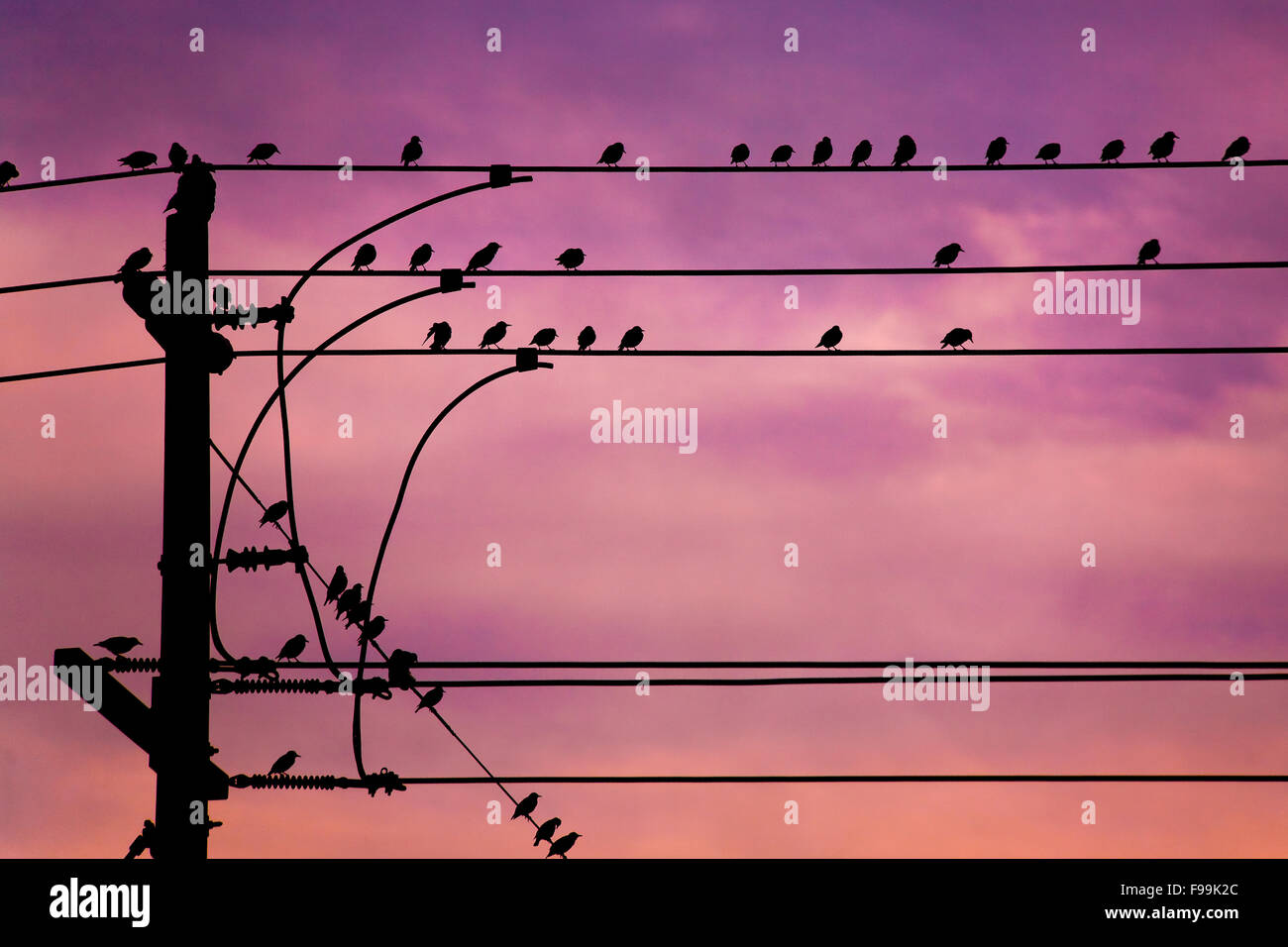 Birds on Wire Stock Photo - Alamy