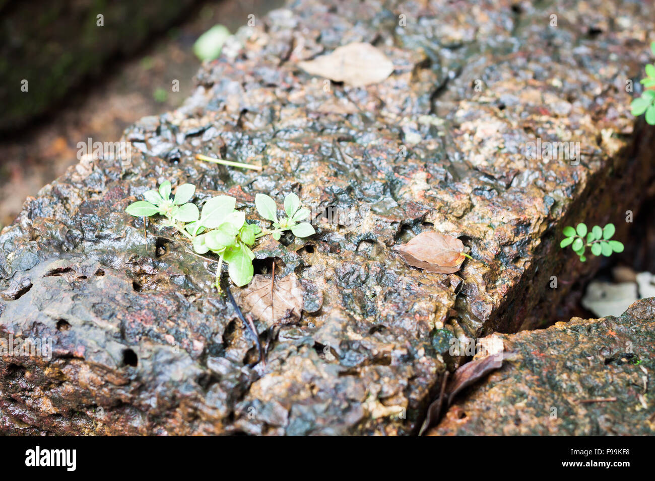 Close-up of laterite in garden, stock photo Stock Photo