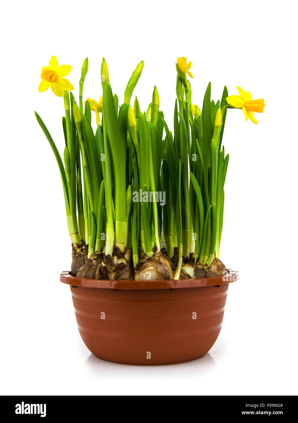 Yellow daffodils in a pot isolated on a white background Stock Photo