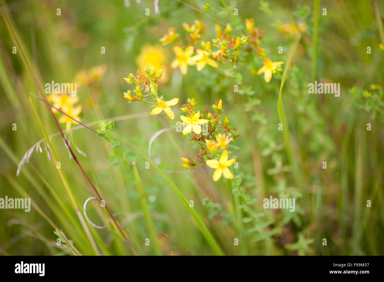 Tutsan plant hi-res stock photography and images - Alamy