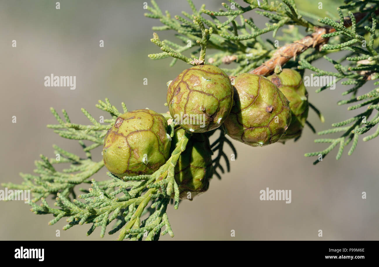 Mediterranean cypress - Cupressus sempervirens Cones on branch Stock Photo