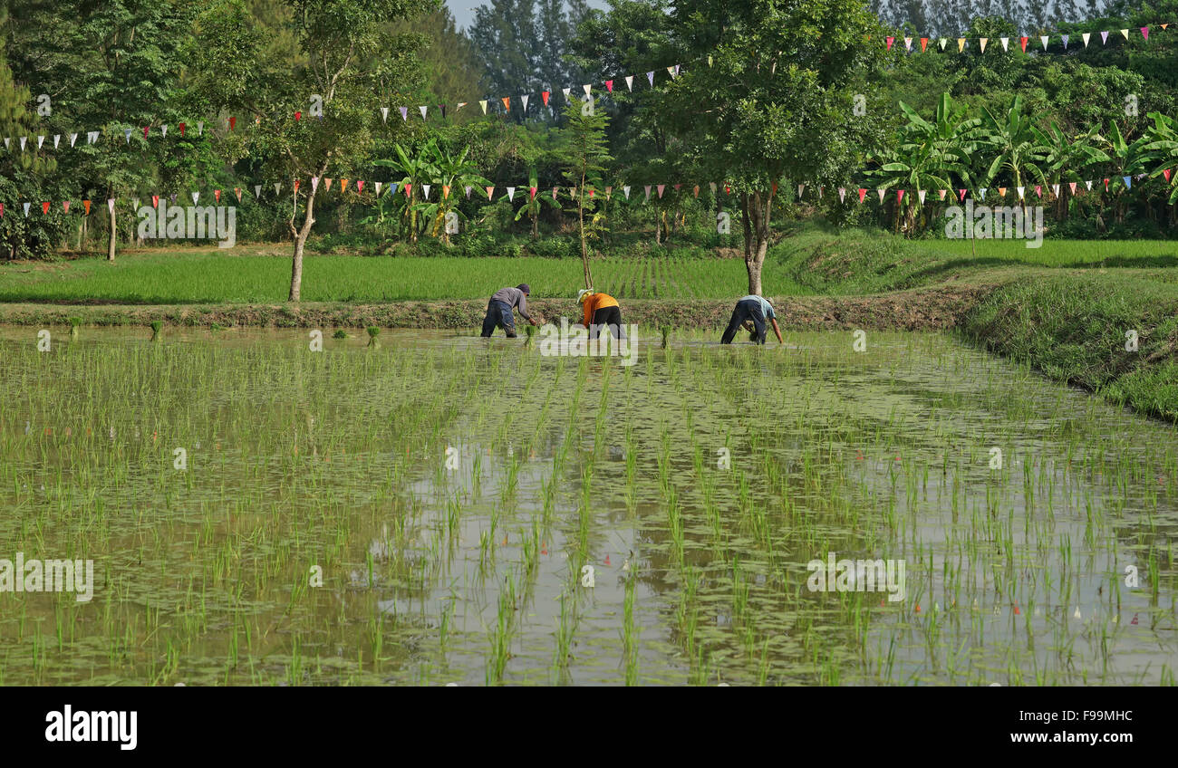 Planting organic rice hi-res stock photography and images - Alamy