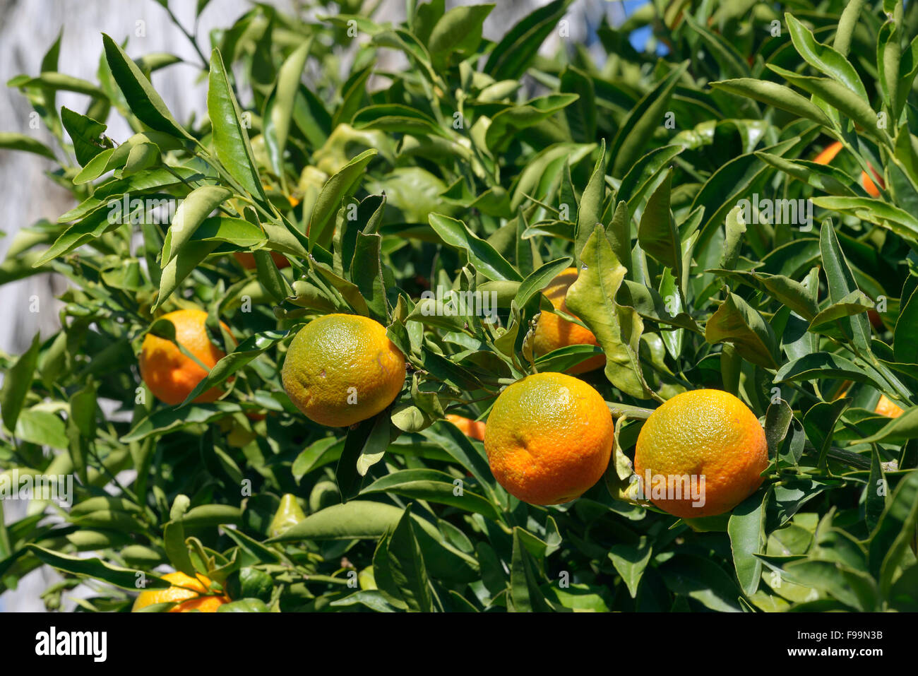 Clementine Fruit on Tree Citrus × clementina Stock Photo Alamy