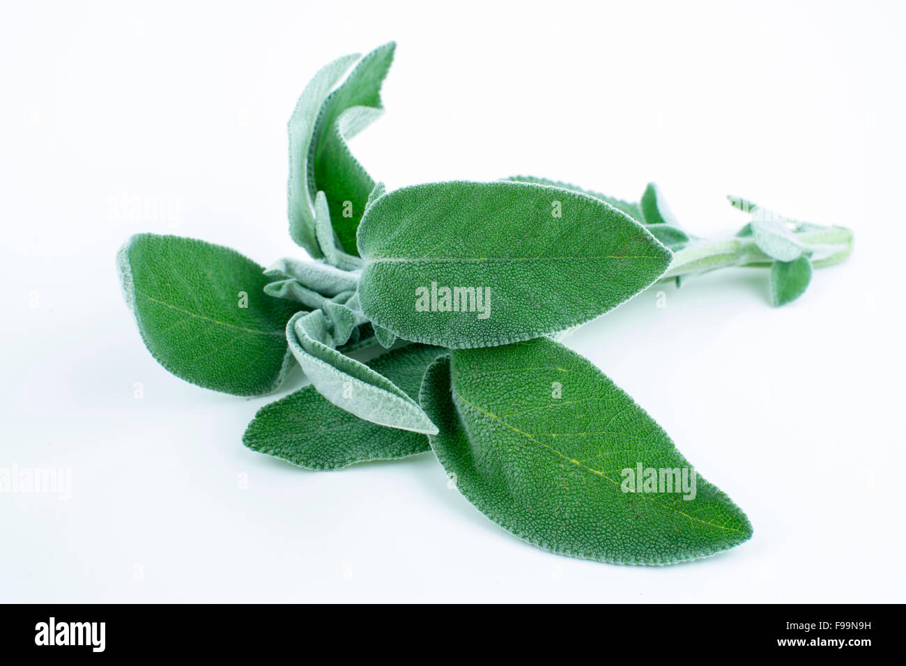 A bundle of sage Stock Photo Alamy